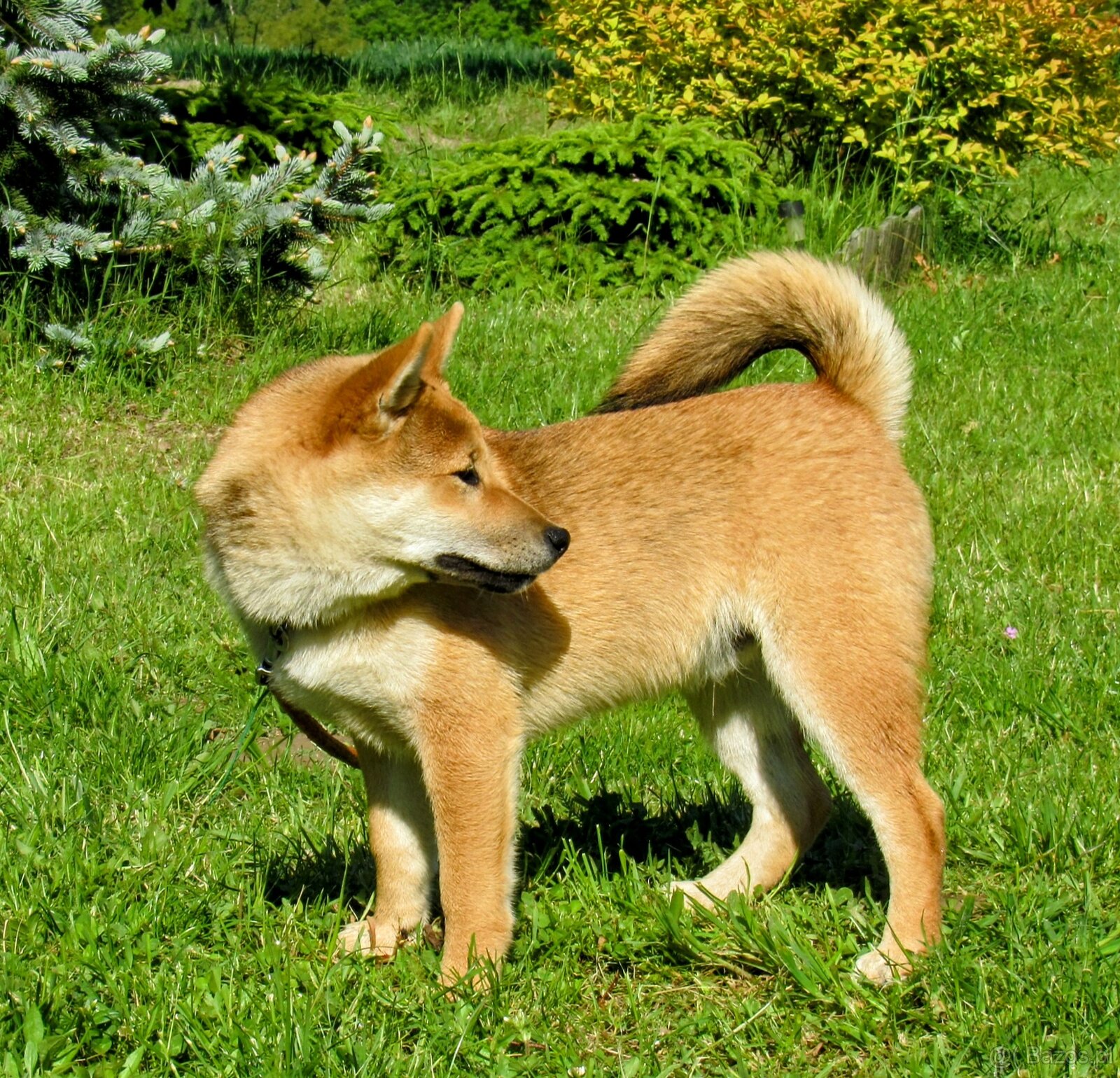 Shiba Inu, czerwony piesek mocno czernią przyprószony - 9