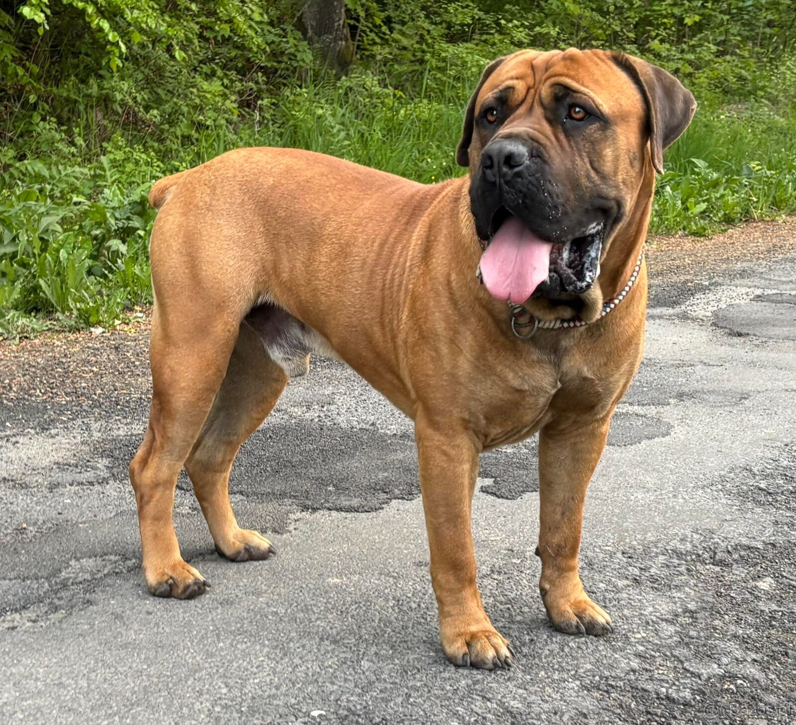 Boerboel - Szczeniak s rodowod FCI - 9