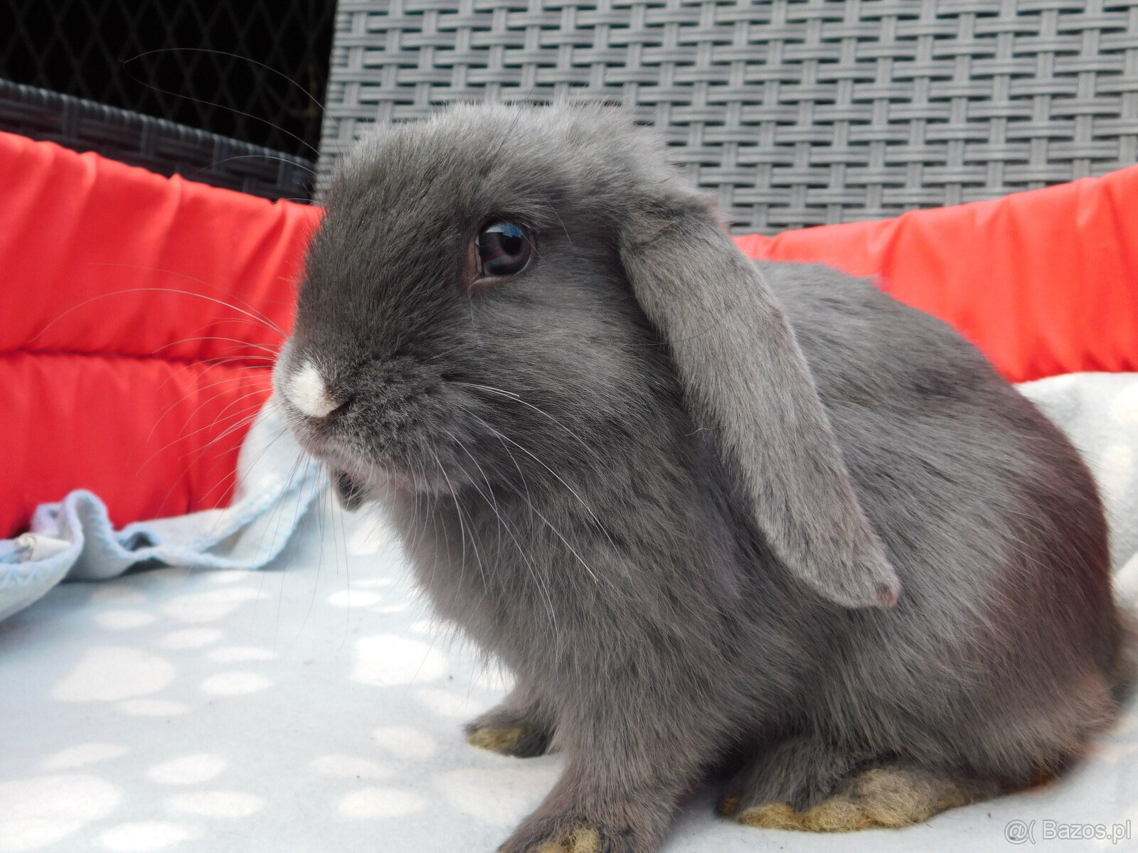 Niebieskie baranki mini lop - 9