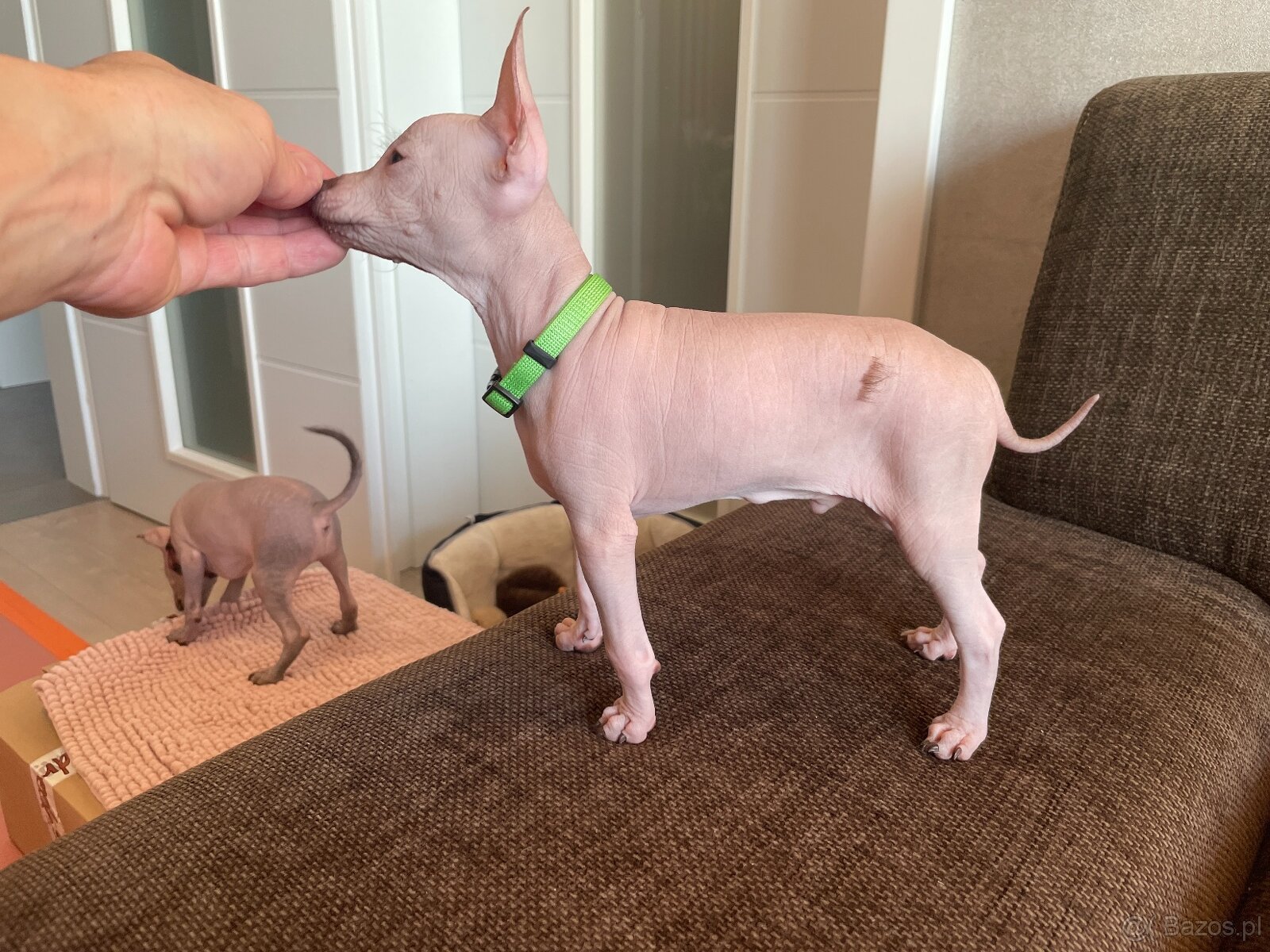 Peruwiański Pies bezwłosy - OSTATNI WOLNY PIES - 9