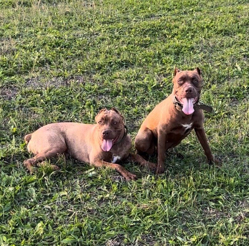 Szczeniaki Bandogi s rodokmenom VIP BANDOG KENNELS - 9
