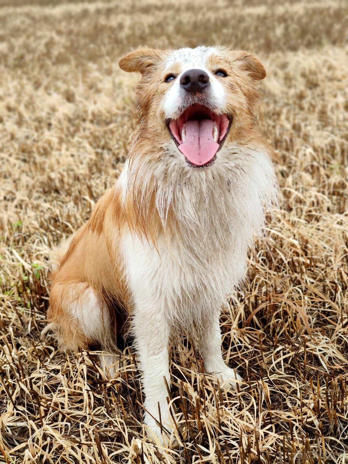 Border Collie szczenię piesek merle ZKwP FCI z metryki gotow - 9
