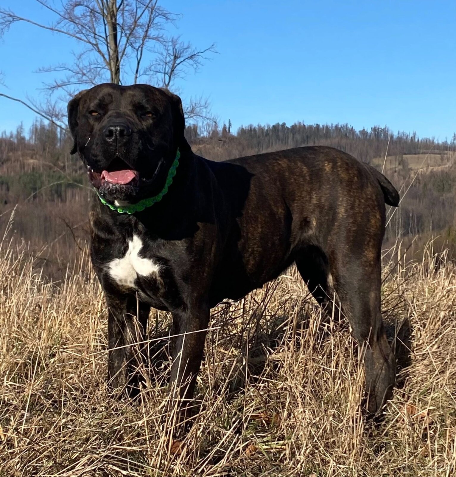 Boerboel FCI rodowod - 9