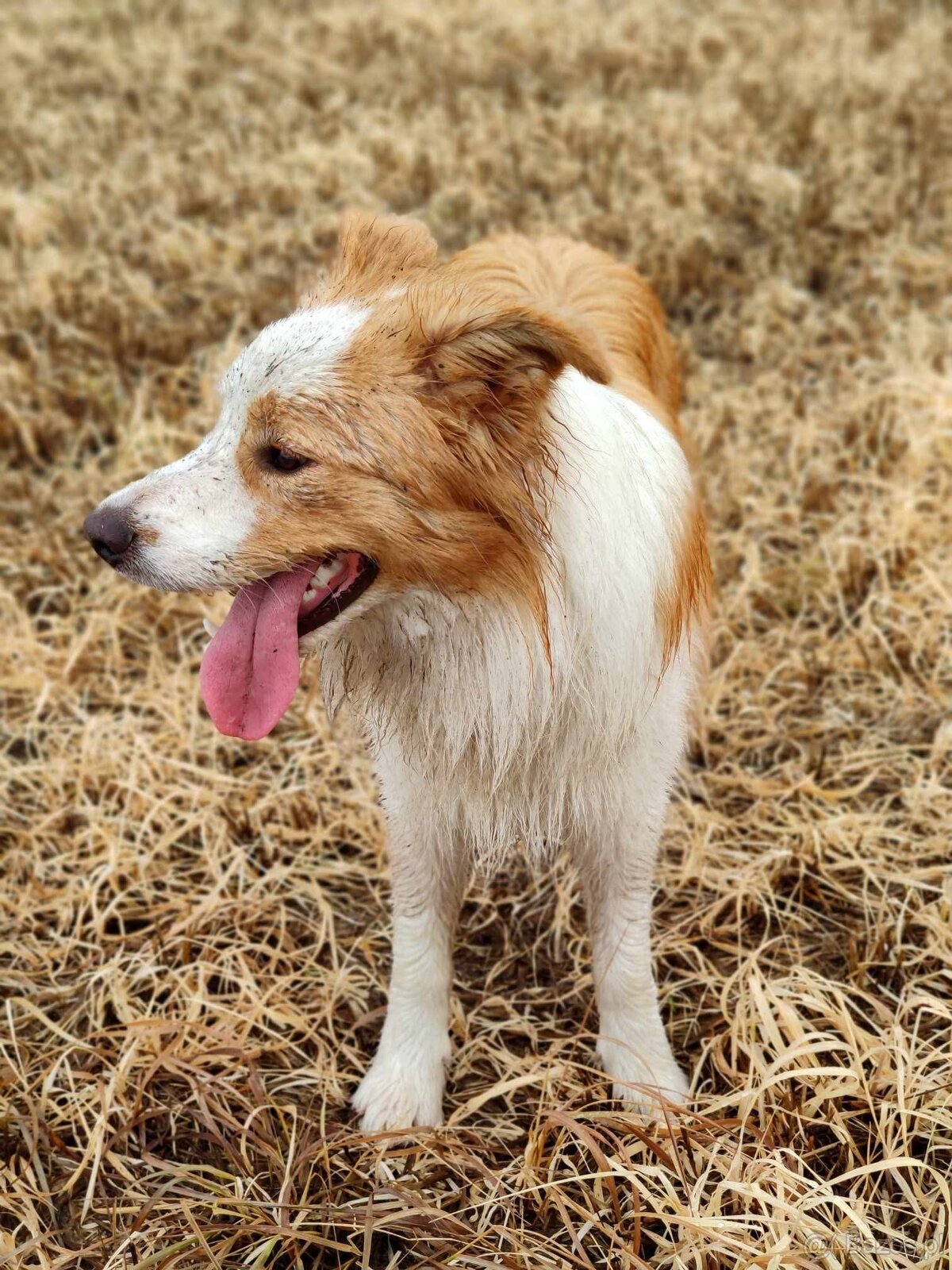Border Collie szczenię piesek ZKwP FCI z metryki gotowy do o - 9