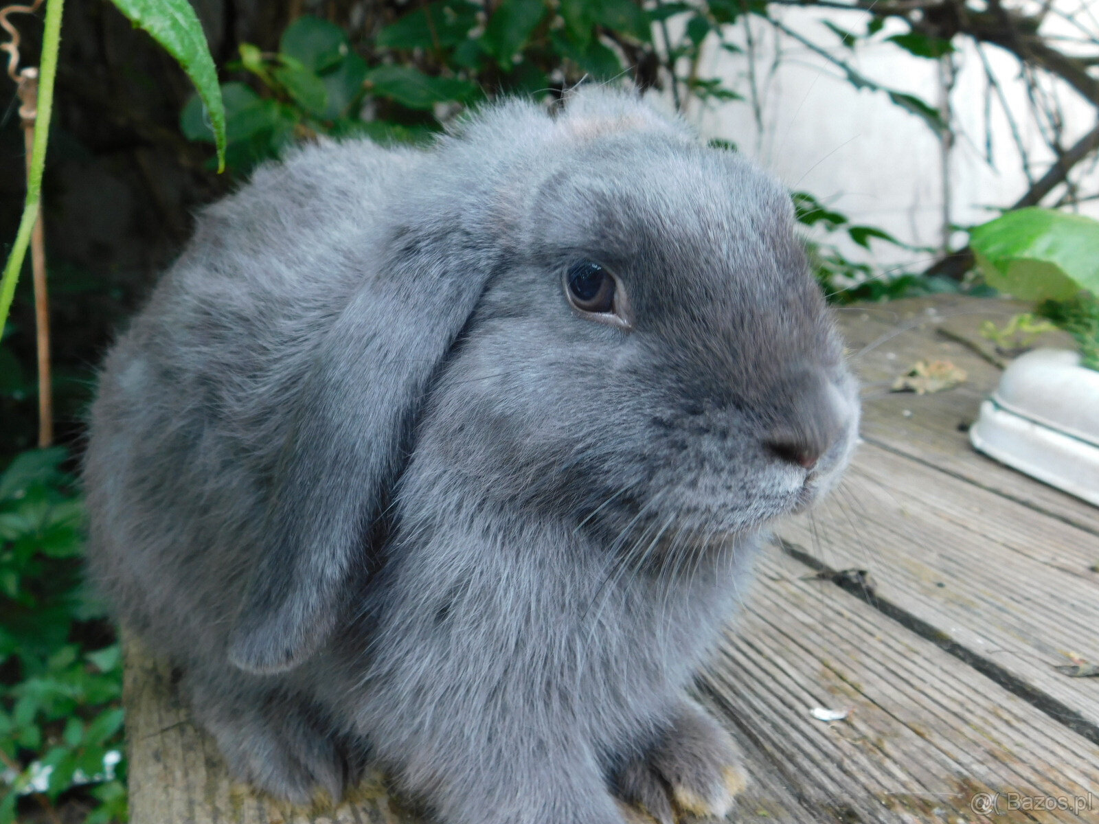 Niebieskie baranki mini lop - 9