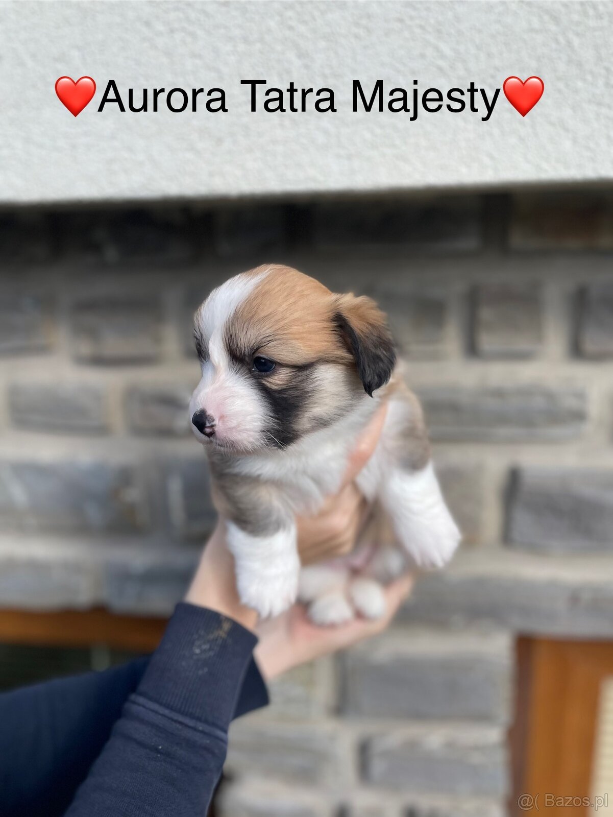 Szczenięta Welsh Corgi Pembroke - Tatra Majesty - 9