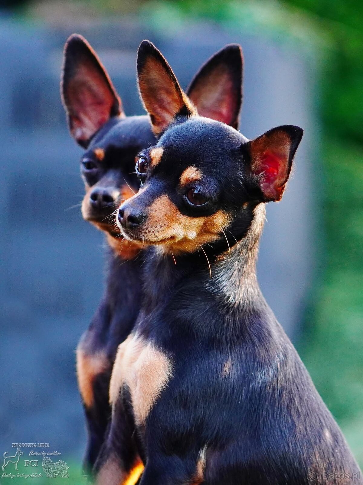 Rosyjski toy FCI - 9