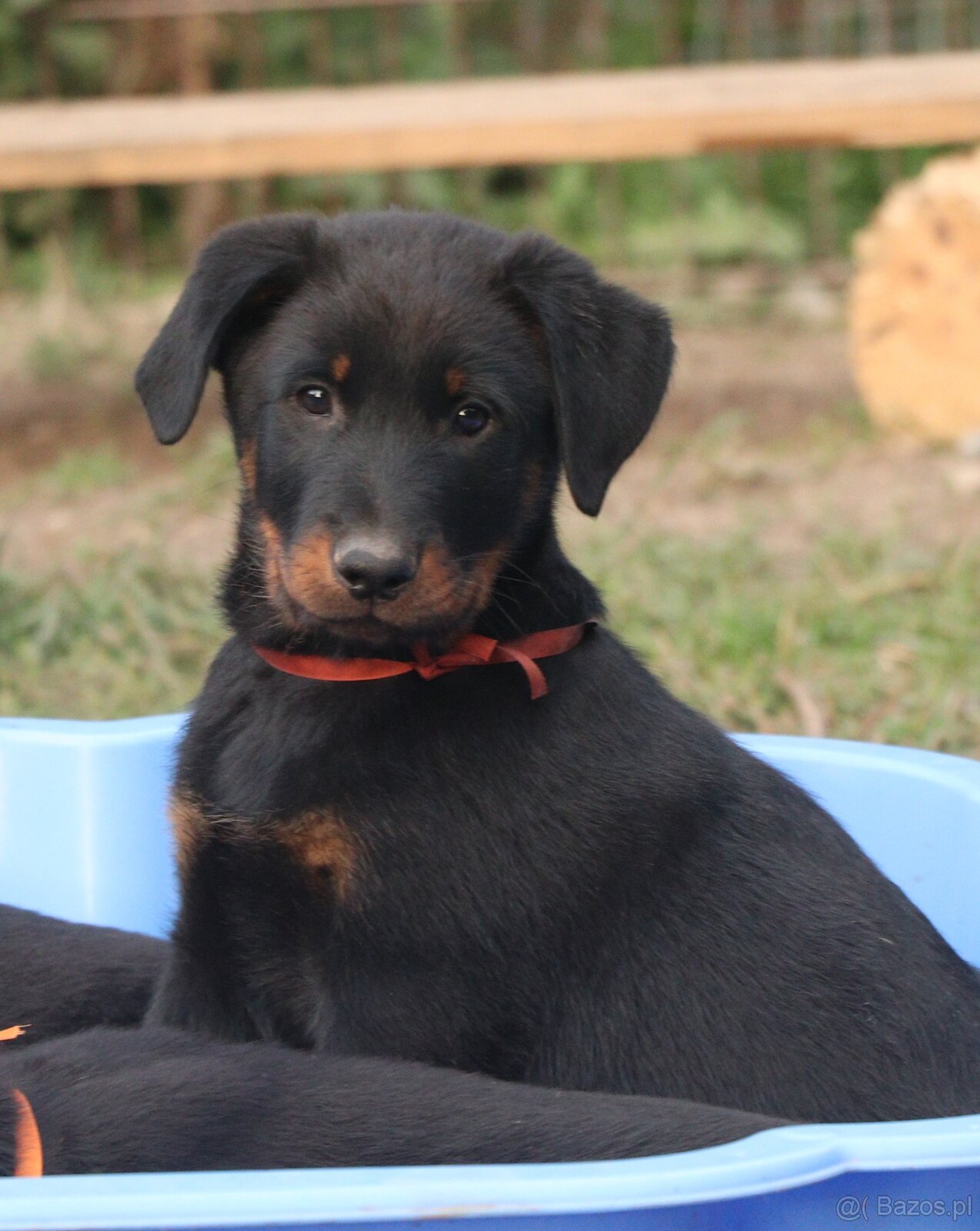 Beauceron z rodowodem FCI - 9