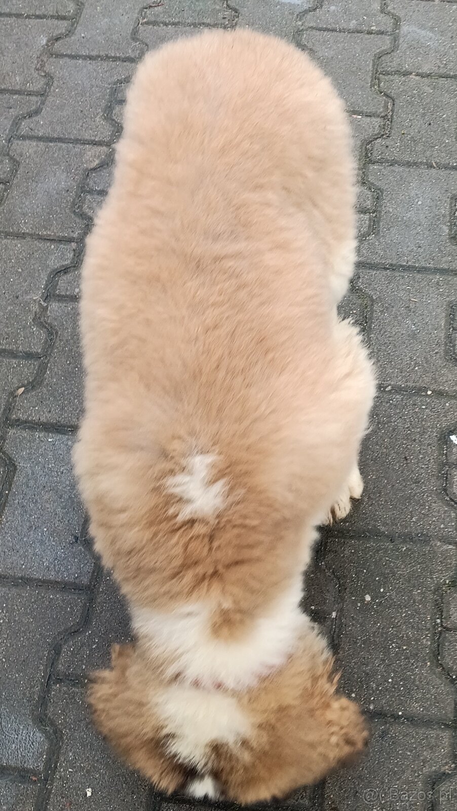 Bernardyn FCI szczeniak dziewczynka - 9