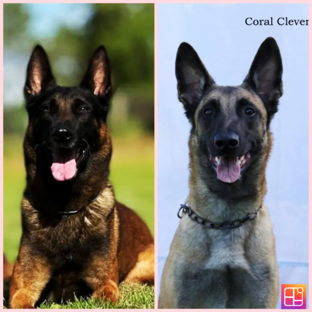 Owczarek belgijski z rodowodem FCI - 9