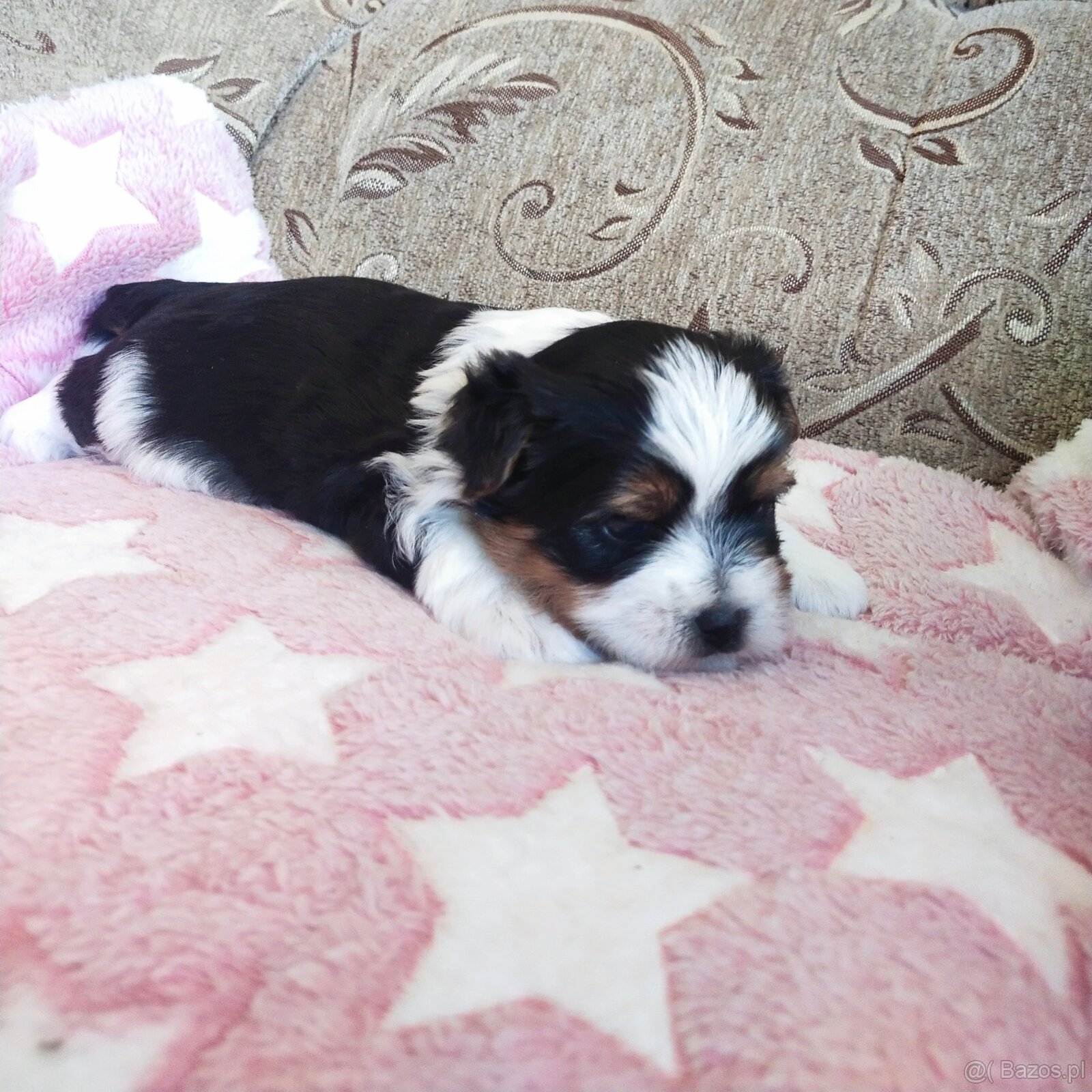 Yorkshire Terrier Biewer - 9