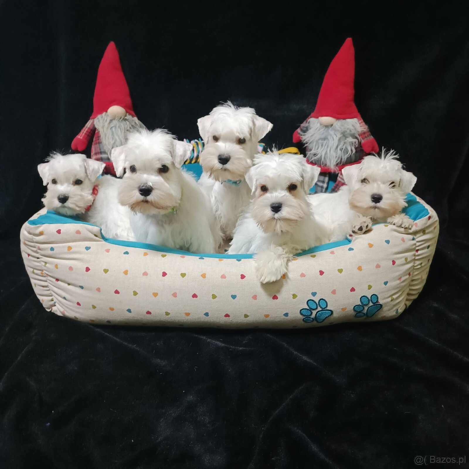 Schnauzer miniatúrne white - 9