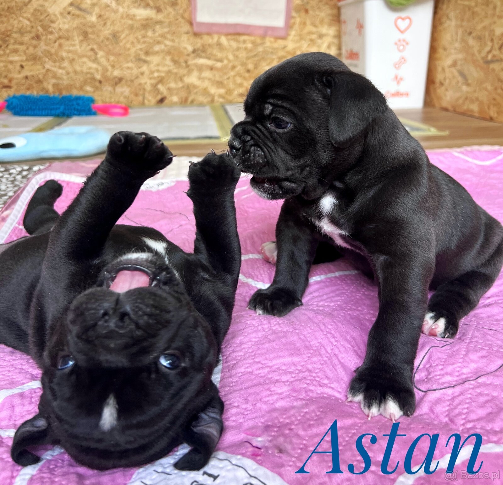 Buldog Staroangielsky - Old English Bulldog - 9