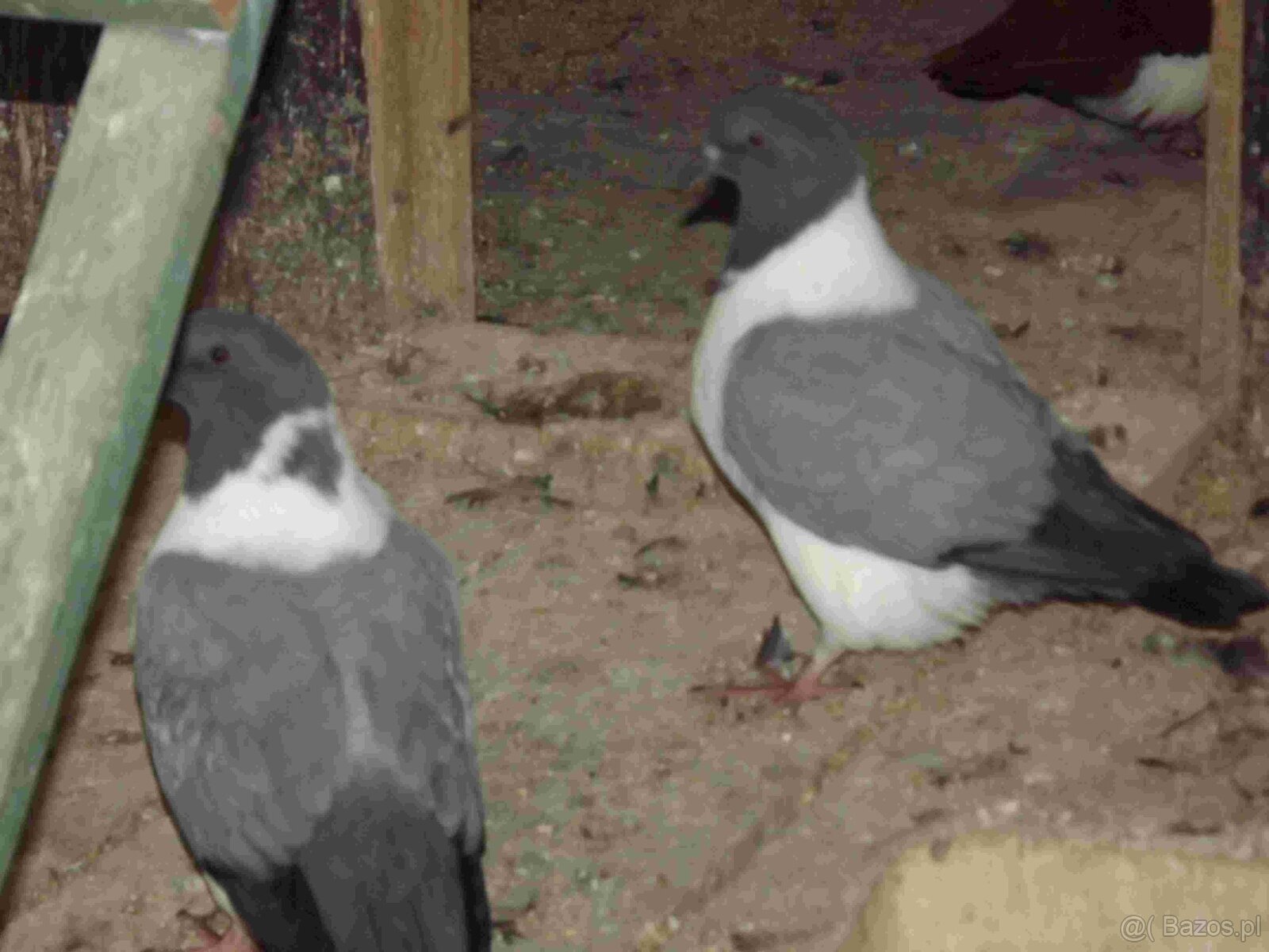 sprzedam gołębie - 9