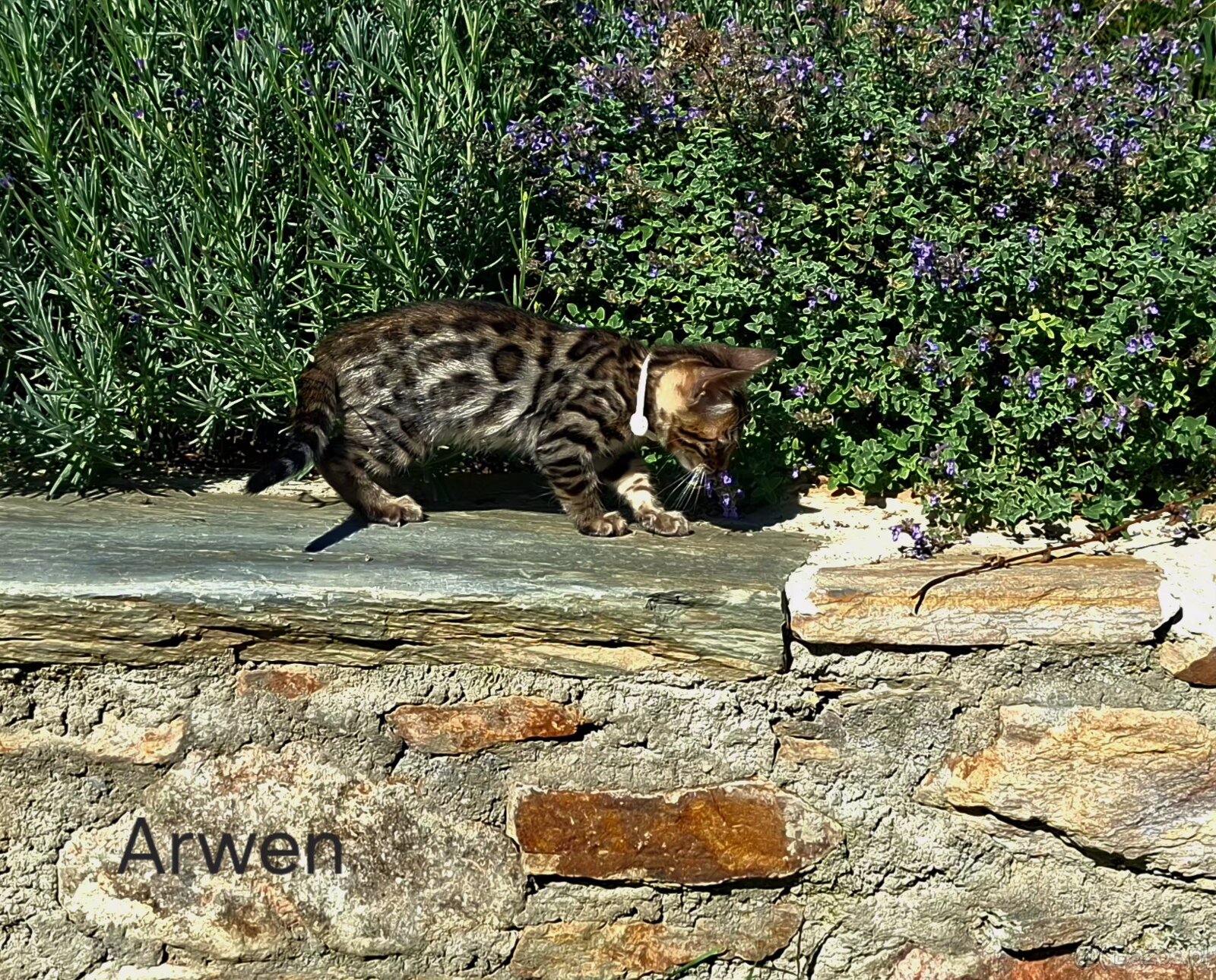 OUR BENGAL KITTENS WITH PEDIGREE CERTIFICATES - 9