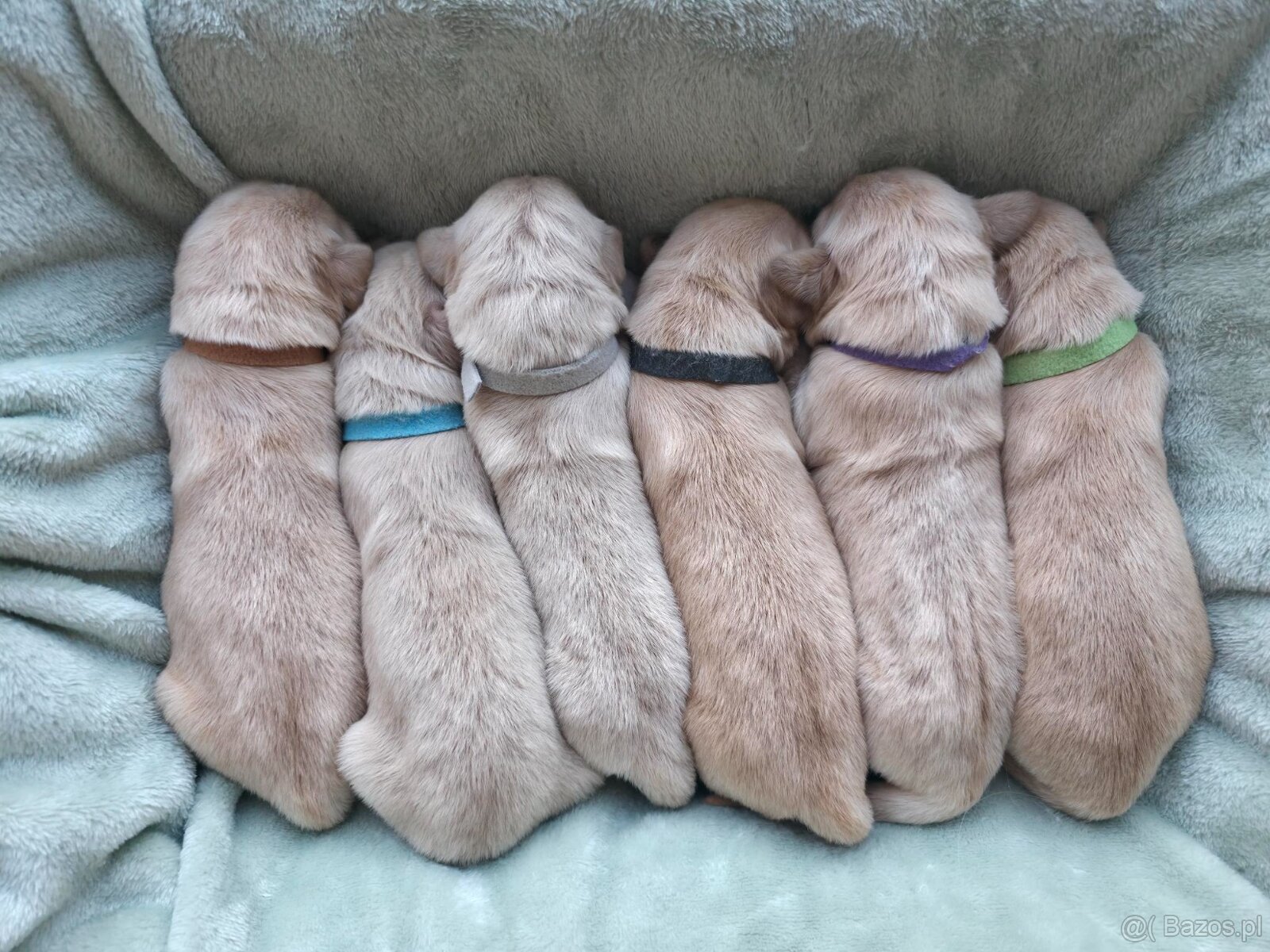 GOLDEN RETRIEVER po championie białe złote biszkoptowe - 9