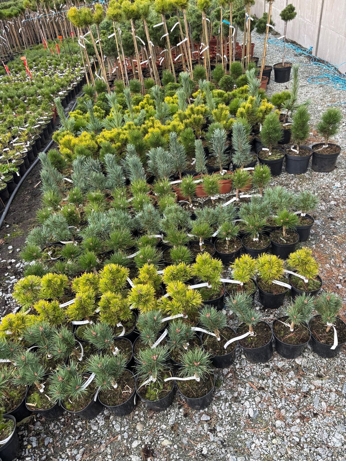 Sosny Świerki c5 /c7,5 hurt - 9