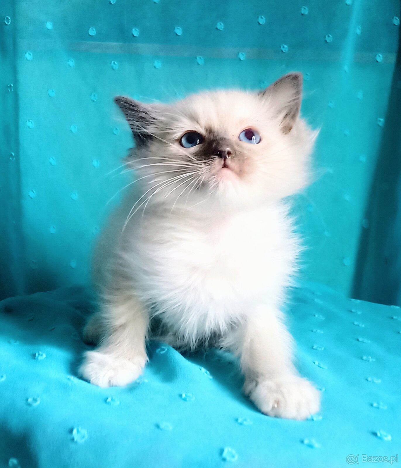 Piękny kocurek Ragdoll z rodowodem i wyprawką - 9