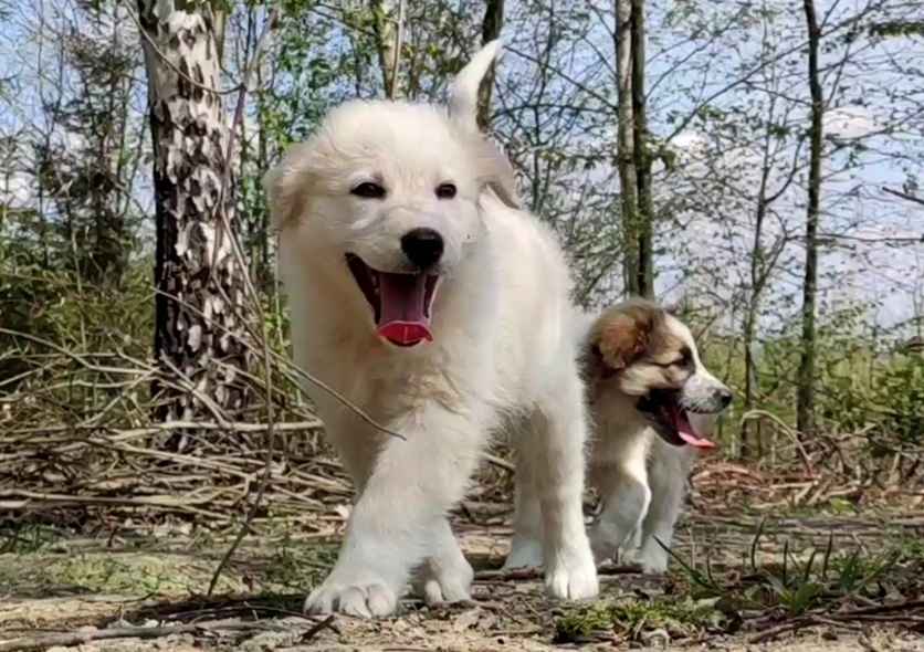 Rasowa suczka XJA ee-red Border Collie z pełną dok. przebada - 9