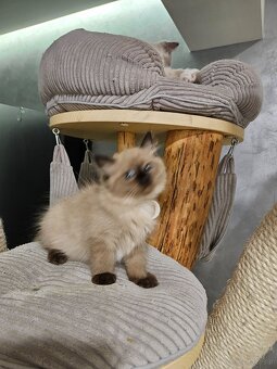 Kocięta Ragdoll - 9