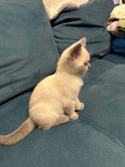 Kotki rasowe point - 9