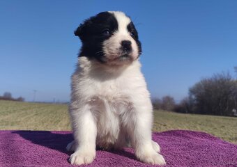 Rasowy Pies Border Collie - TONY z pełną dok. z hodowli do r - 9