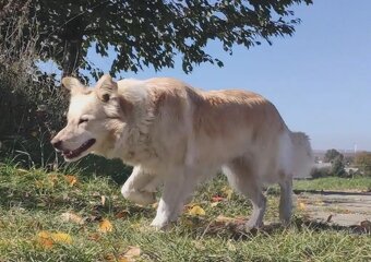 Piękna Rasowa Suczka Border Collie - XINDI z pełną dok. z ho - 9