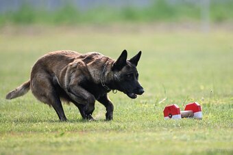 Owczarek Belgijski Malinois FCI/ZKWP - 9