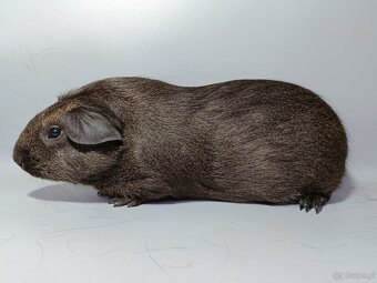 Olbrzymia świnka morska Cuy - 9
