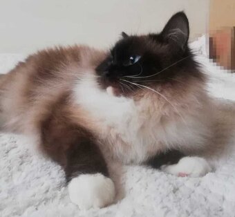 Kocięta Ragdoll z rodowodem i wyprawką - 9