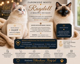 Rodokmenová koťata Ragdoll po Šampionovi - 9