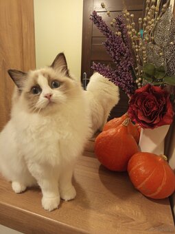 🐾 Rodowodowe Kocięta Ragdoll po championie - 9