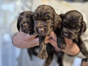 PŁochacz Niemiecki WACHTELHUND - 9