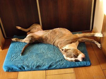 Rezerwacja szczeniąt Amstaff - 9