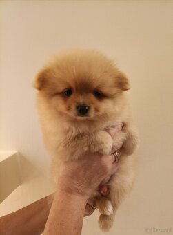 SZPIC MINIATUROWY POMERANIAN - SUCZKI - 9