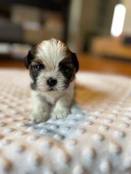 Shih tzu - 9