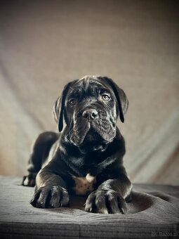 Cane Corso Ksin Fargo Fci - 9