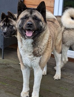 Akita Amerykańska FCI - 9