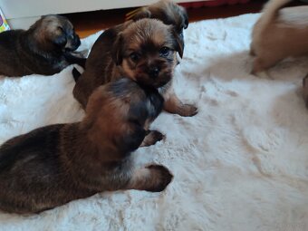 Śliczne suczki i pieski - 9