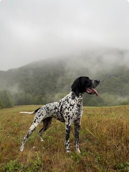 Wyżeł, Wyżeł Owernii, Braque d'Auvergne - 9