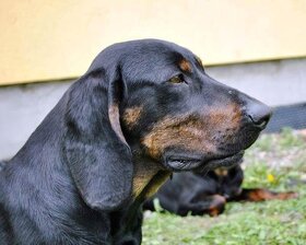 Reproduktory rasy GOŃCZY POLSKI użytkowe zapraszają suczki - 9