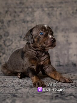 Louisiana Catahoula Leopard Dog - 9