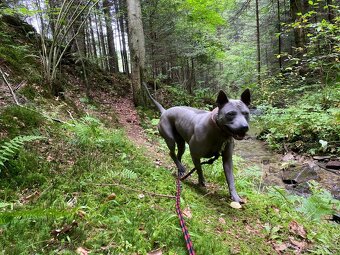 Thai Ridgeback Dog- Dog Thajski - 9