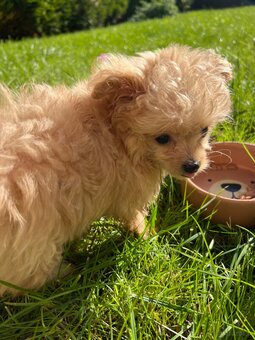 Piesek Pomapoo Maltipoo Miniaturka puchaty miś pies z rodowo - 9