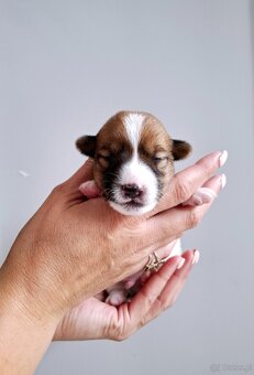 Choco Jack Russell Terrier ZKwP FCI - 9