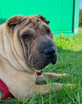 Hodowla rasy shar pei Red Folds przed. szczeniąt ur.22.06.20 - 9