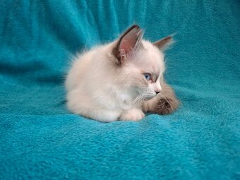 Rodowodowe kocięta Ragdoll - gotowe do zamieszkania - 9