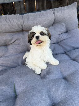 Szczeniaki Shih tzu - 9