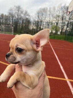 Chihuahua szczeniak - 9