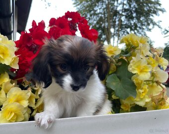 Spaniel kontynentalny miniaturowy, phalene, nie papillon FCI - 9
